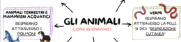 IL REGNO DEGLI ANIMALI