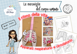 Il Ritmo della Vita: Kit Interattivo 3D Apparato Respiratorio e Circolatorio (Scuola Primaria)