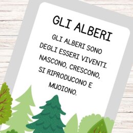 Schede didattiche sugli alberi classe prima e seconda