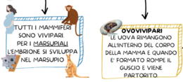 IL REGNO DEGLI ANIMALI
