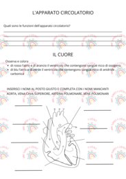 Prova di verifica sull'apparato circolatorio per classe quinta primaria