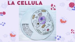 Le parti principali della cellula: ruota da costruire