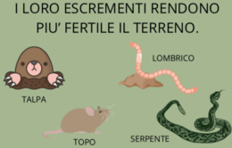 IL SUOLO - SCIENZE