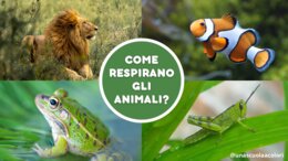 Animali Come Respirano