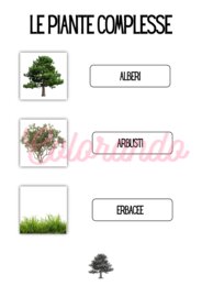 Alla scoperta delle piante – Schede didattiche sulla fotosintesi e la riproduzione vegetale per la scuola primaria terza e quarta