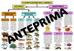 SCHEDA/MAPPA CLASSIFICAZIONE DEGLI ANIMALI PER LA CLASSE QUARTA - SCUOLA PRIMARIA