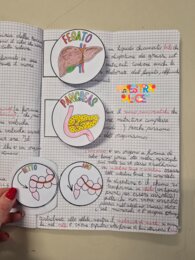 L'APPARATO DIGERENTE