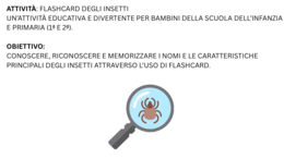 Flashcard degli Insetti