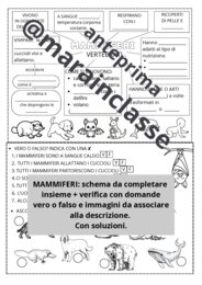 MAMMIFERI: schema e verifica (adatto per classe SECONDA e TERZA primaria)