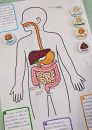 Il Grande Quaderno dei Modellini 3D e Schede Operative: "Le Meraviglie del Corpo Umano" (Mega Pack - 50 Pagine)