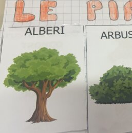 Piante