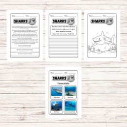 Lettura e comprensione in inglese - Sharks