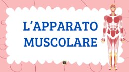 L'APPARATO MUSCOLARE - QUADERNO DI SCIENZE CL. 5^ -