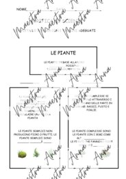 Le piante: mappa concettuale e verifica – Scienze primaria