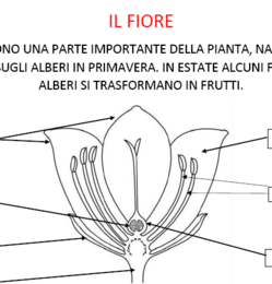 DAL FIORE AL FRUTTO, SCIENZE CLASSE SECONDA PRIMARIA