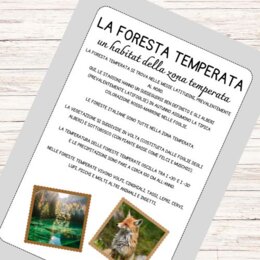 Schede didattiche sulla foresta temperata