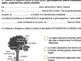 VERIFICA SCIENZE SEMPLIFICATA: LE PIANTE