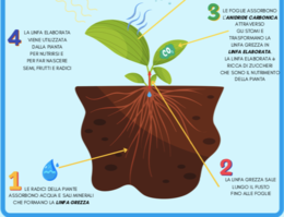 I VEGETALI: PIANTE, FIORI, FOGLIE E ALBERI