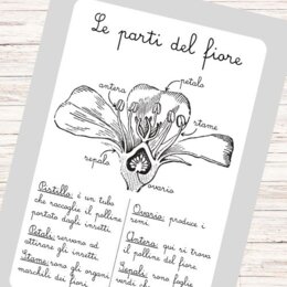 Schede didattiche sui fiori
