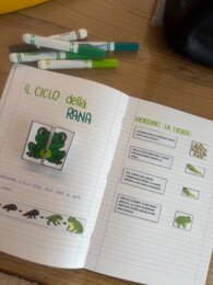 Il ciclo della rana, lapbook ed attività