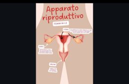 Apparato riproduttivo