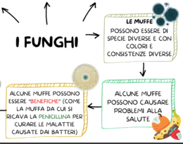 MONERE, PROTISTI E FUNGHI