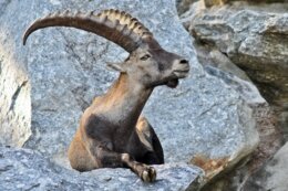 ALPI O APPENNINI