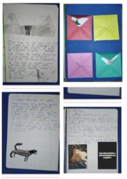 Ricerca sui gatti prima e seconda primaria