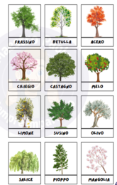 🌿40+ Immagini per la CLASSIFICAZIONE DELLE PIANTE 🌿