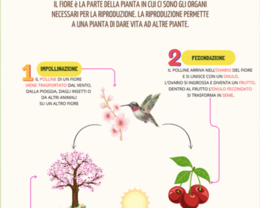 I VEGETALI: PIANTE, FIORI, FOGLIE E ALBERI