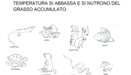 IL REGNO ANIMALE, SCUOLA PRIMARIA, CLASSE SECONDA, SCIENZE.