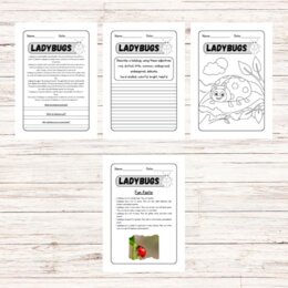 Lettura e comprensione in inglese - Ladybugs