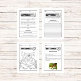 Butterfly reading comprehension - lettura in inglese