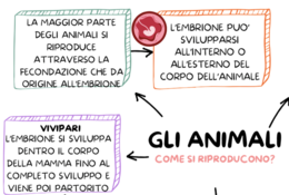 IL REGNO DEGLI ANIMALI