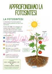 Alla scoperta delle piante – Schede didattiche sulla fotosintesi e la riproduzione vegetale per la scuola primaria terza e quarta