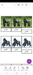 Le carte degli animali