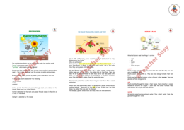 BUNDLE CLIL "From seed to plant"