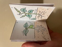 MINIBOOK "Il ciclo vitale della pianta"