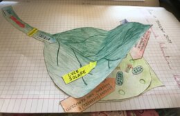 La foglia: un grande laboratorio biochimico (fotosintesi clorofilliana)