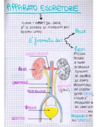 Quaderno di Scienze per la 2ª Media: Chimica, Cellula e Corpo Umano - Appunti manoscritti, schematizzati e illustrati-