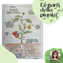Le parti della pianta e loro funzioni