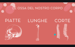 Presentazione ppt APPARATO LOCOMOTORE (scheletrico e muscolare)