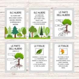 Schede didattiche sugli alberi classe prima e seconda