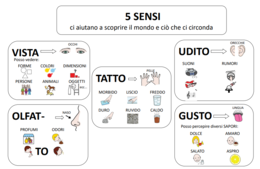 SCIENZE - I cinque sensi