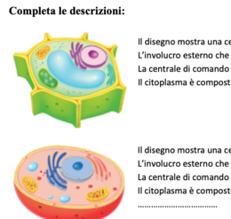 SCIENZE VERIFICA CELLULE, FUNGHI, MUFFE E LIEVITI
