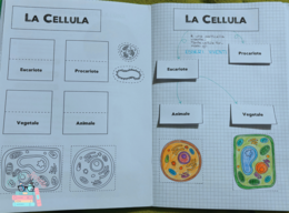 Dalla cellula ai tessuti