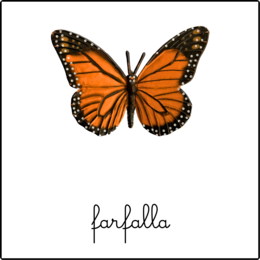 Nomenclature Montessori - Il cilo di vita della farfalla