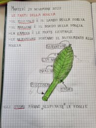 LE PARTI DELLA FOGLIA