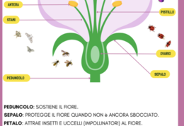 I VEGETALI: PIANTE, FIORI, FOGLIE E ALBERI