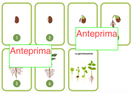 Il risveglio di un seme - Carte scientifiche Montessori e piccolo libro- classi 1-5